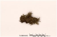 藏品(卷葉鳳尾苔)的圖片